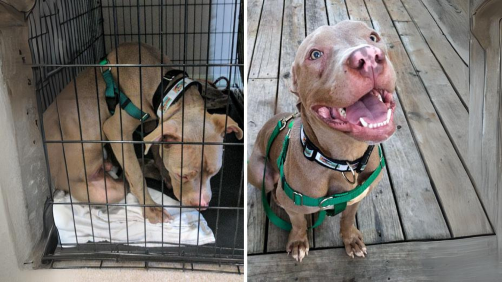 Heartwarming Transformations: 12 Dogs Given a Second Chance and Unleashing Love”