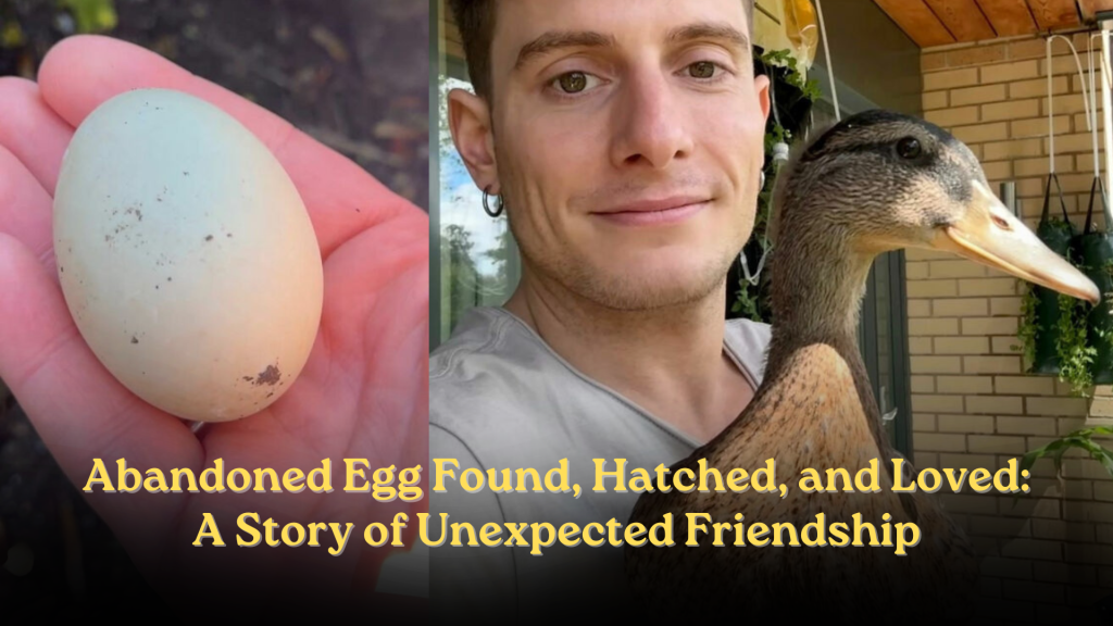 Abandoned Egg Found, Hatched, and Loved: A Story of Unexpected Friendship